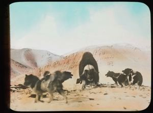 Image: Musk-ox Attacked by Dogs